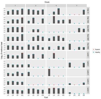 A Pilot Study to Investigate the Feasibility of a Multiple Locus Variable Number Tandem Repeat Analysis to Understand the Epidemiology of Dichelobacter nodosus in Ovine Footrot